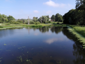 REKULTYWACJA STAWU W KIDAŁOWICACH