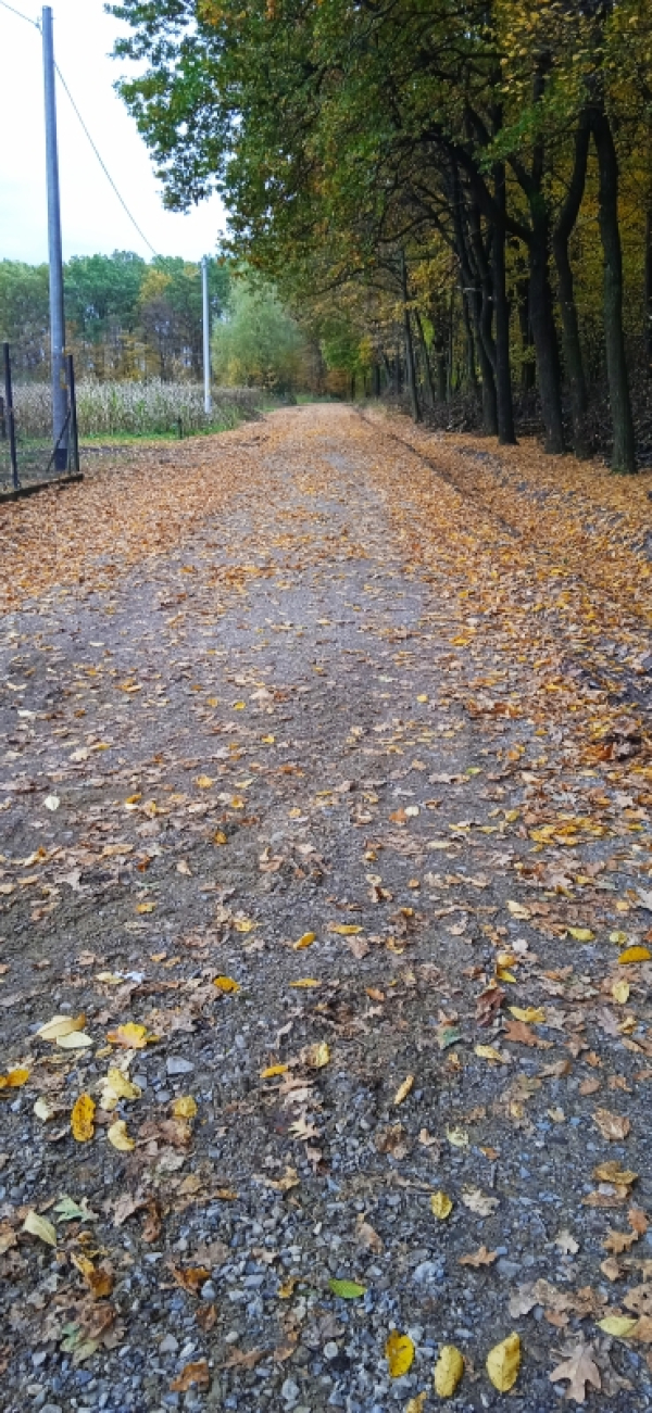 Modernizacja drogi dojazdowej do gruntów rolnych w m. Widna Góra